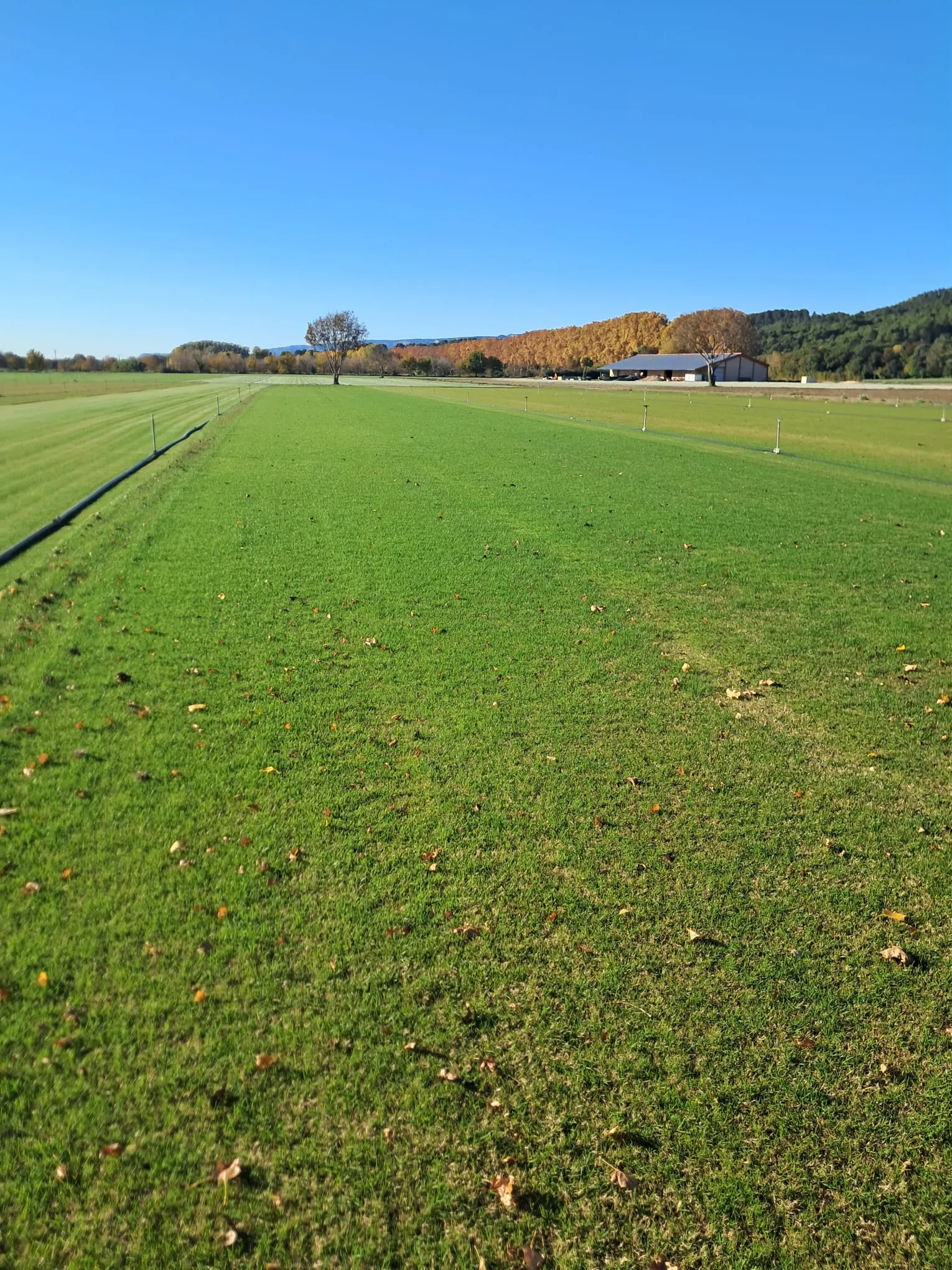 La Gazonniere Des Bastides Gazon Secheresse Avignon WhatsApp Image 2026 02 09 At 16.02.41