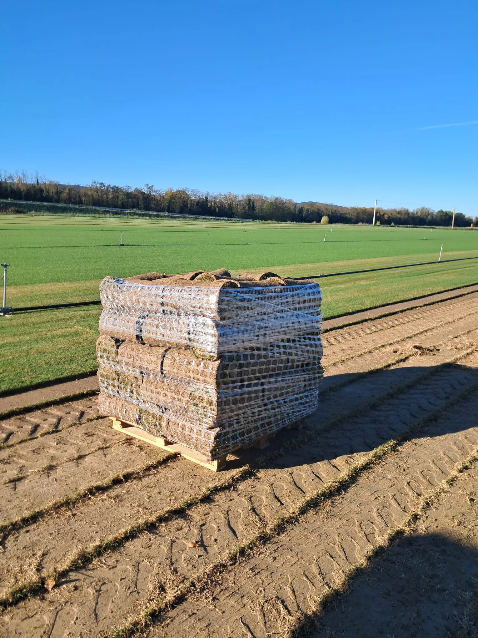 La Gazonniere Des Bastides Gazon Secheresse Avignon WhatsApp Image 2026 02 09 At 16.03.26