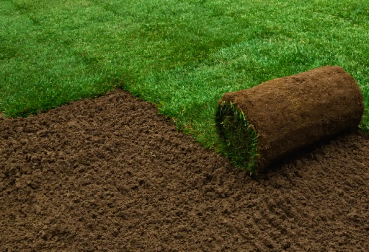 La Gazonniere Des Bastides Gazon Secheresse Avignon Gazon 4