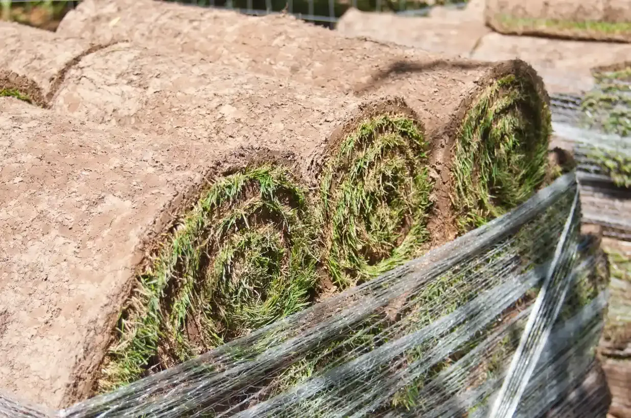 La Gazonniere Des Bastides Gazon Secheresse Avignon Image 1 5